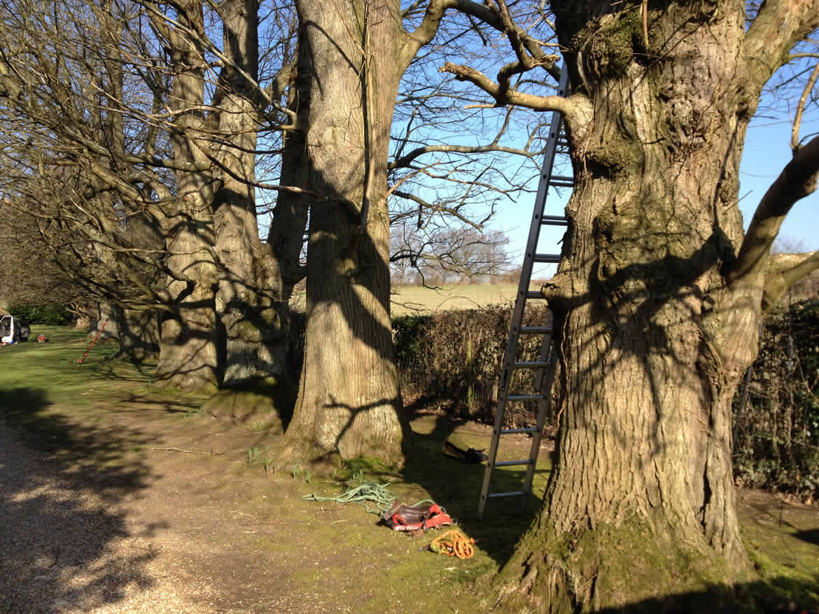 Crownlifting trees before